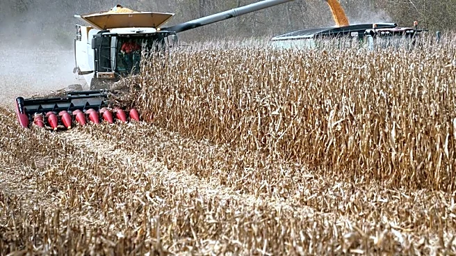US farmers to plant less corn as Iran war spikes fertilizer prices