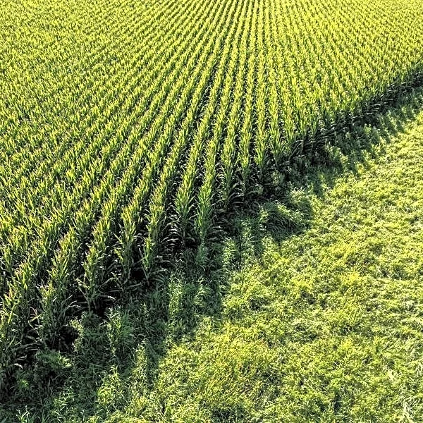 North American farmers pinch pennies on farm machinery as profitless growing season approaches