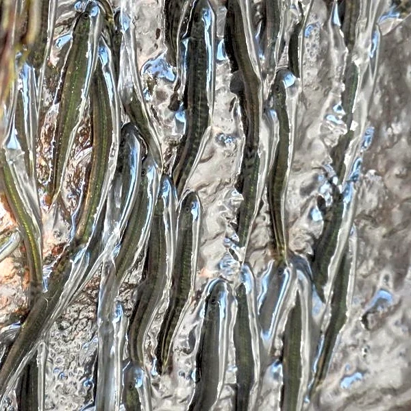 Thousands of small fish defy gravity to climb Congo waterfall