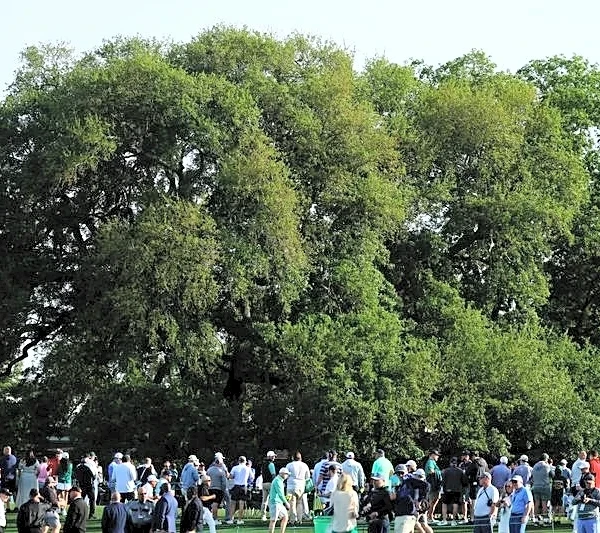 Golf-At the Masters, Augusta National's oak tree is where the golf does its deals