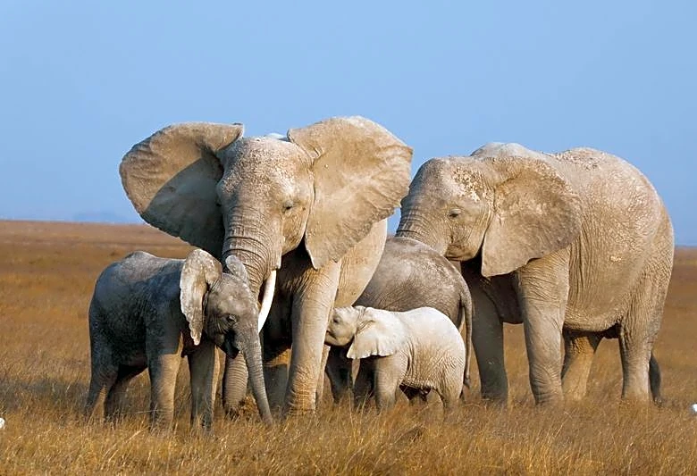 Genetic trouble detected in isolated African elephant populations