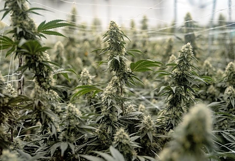 Explainer-How US marijuana reclassification could help cannabis companies