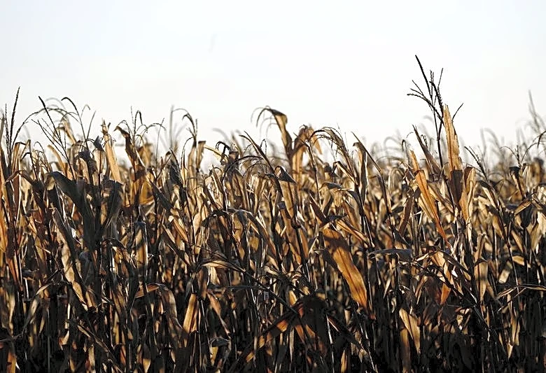 USDA to expand acreage surveys to more US farmers