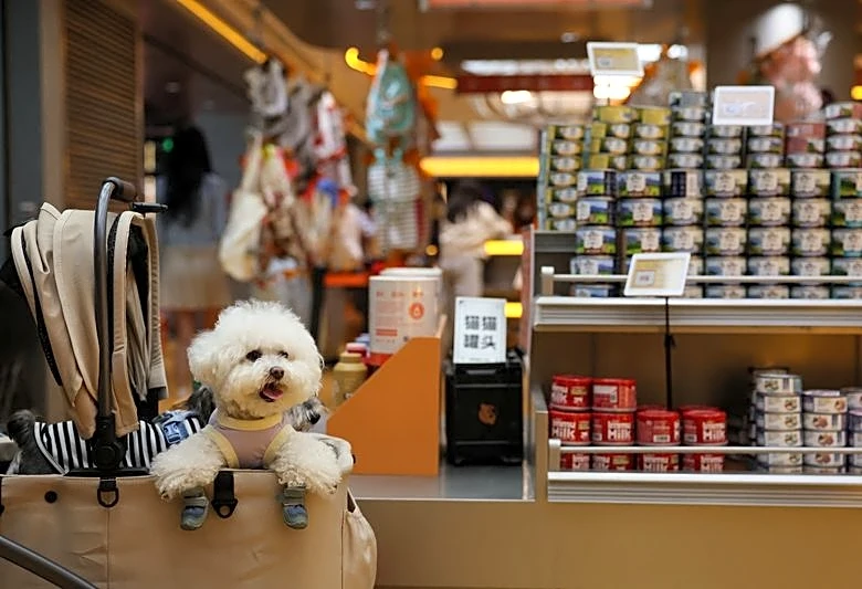 Analysis-China’s $24 billion pet food market heats up as local brands challenge global players