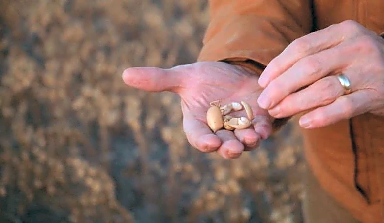 Protein-maxxing, GLP-1s have US farmers betting on peas and lentils