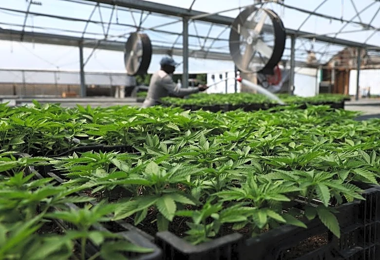 Pot firms rally after US reclassifies marijuana as less dangerous drug