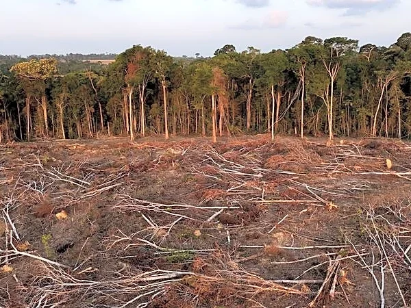Tropical forest loss eases in 2025 from record high, report shows