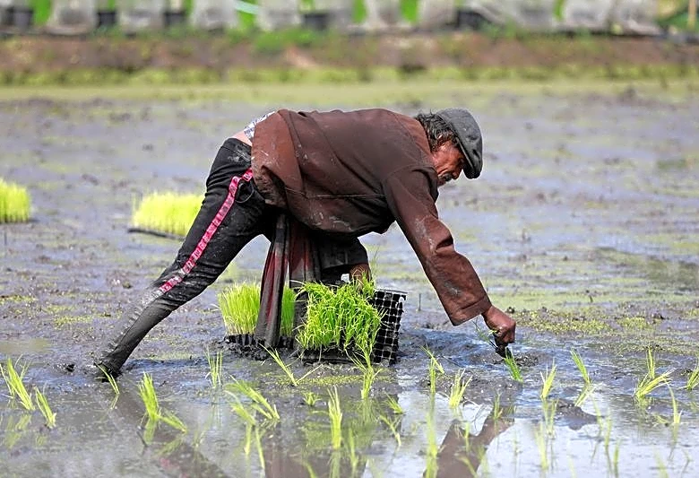 From surplus to strain: world rice supply threatened by Iran war, El Nino