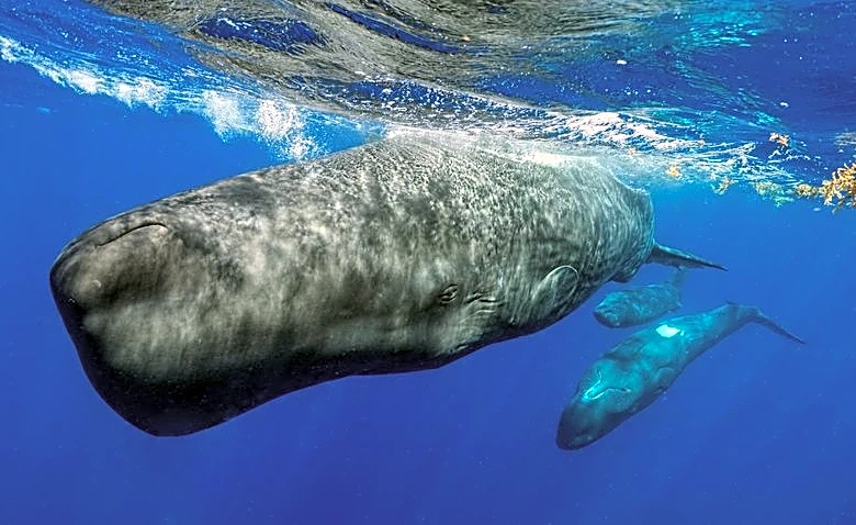 Underwater robot tracks sperm whale conversations in real time