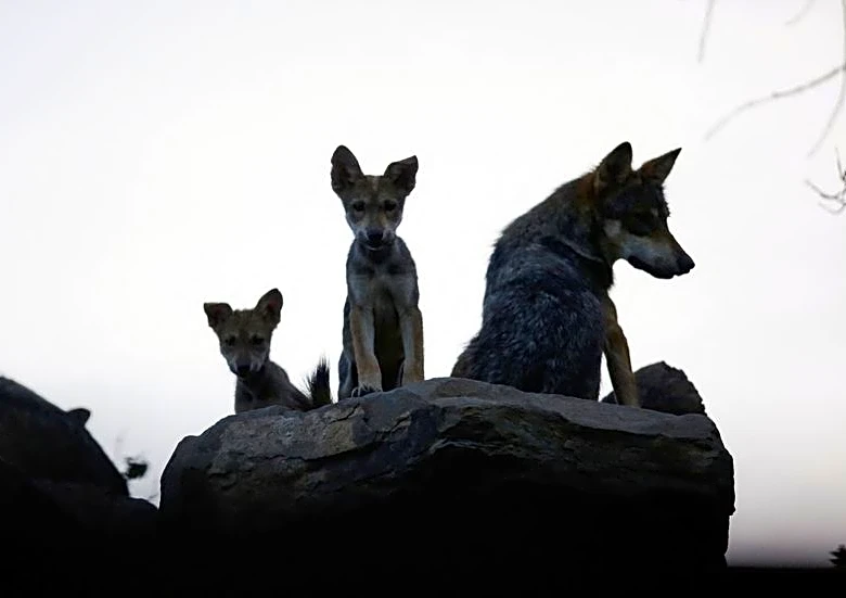 U.S. border wall construction threatens endangered wolves, conservationists say
