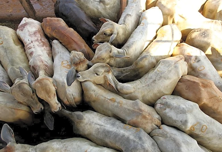 Brazil's beef exports could drop 10% in 2026 due to Chinese tariffs, says lobby ABIEC