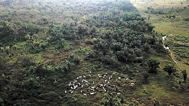 How China's evolving consumer habits may protect the Amazon rainforest