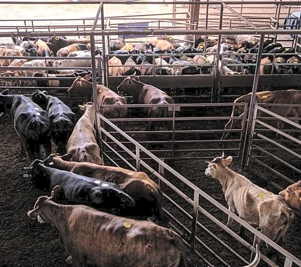 Trump administration 'fine-tuning' actions to ease US beef shortages, White House says