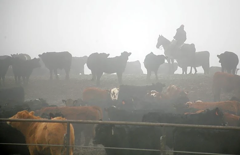 Tyson Foods sees spotty efforts to expand US cattle herd, CFO says