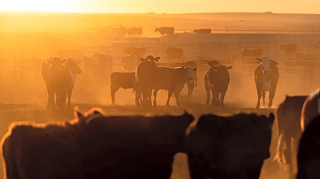 China renews licences for hundreds of US beef exporters amid Trump-Xi summit