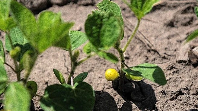 NOPA April US soybean crush below most estimates at 211.856 million bushels