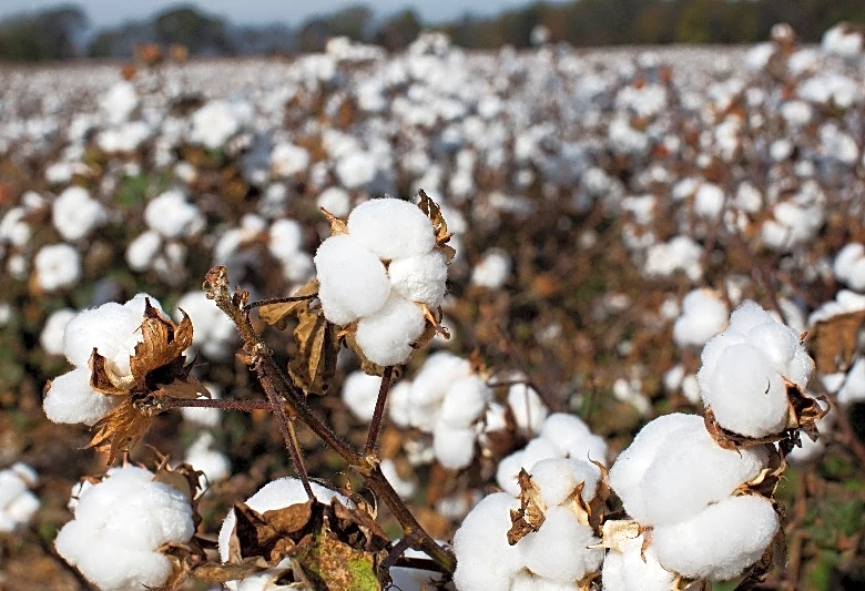 Scientists unravel the history of cotton domestication