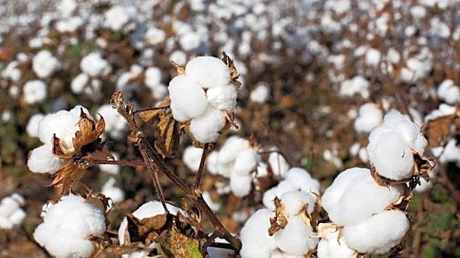 Scientists unravel the history of cotton domestication