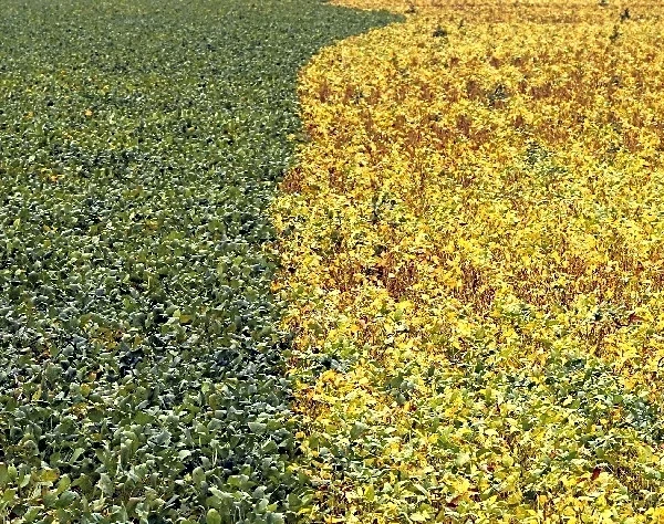 Brazil may re-route farm export flows amid US-China deal