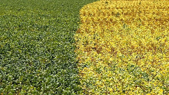 Brazil may re-route farm export flows amid US-China deal