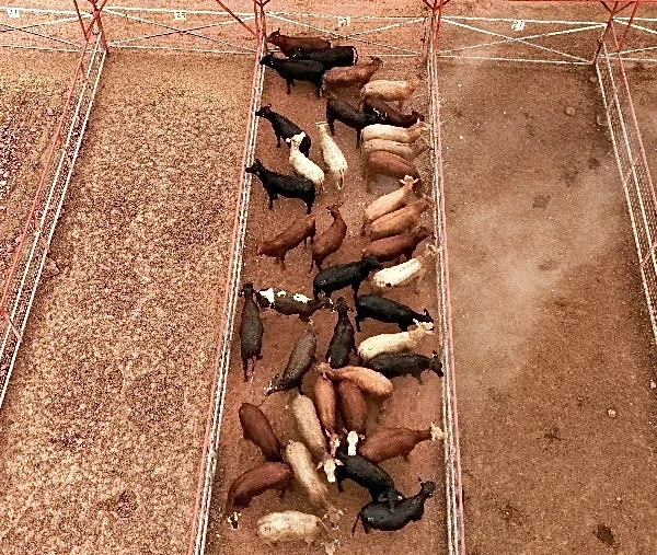 Mexico seeks to offset screwworm impact by increasing US beef exports
