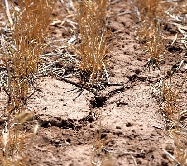 'Am I out?' Drought and rising costs from Iran war deepen pain for US farmers