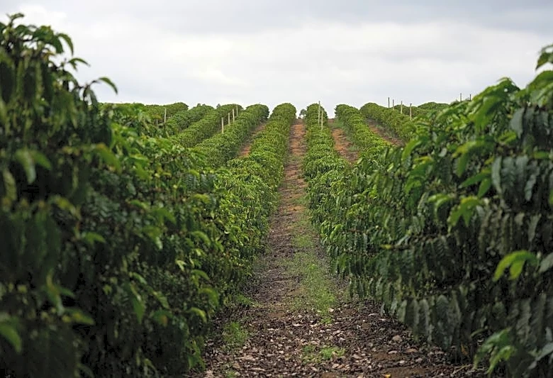 Brazil to export record coffee volume, El Nino in focus, trading firm says