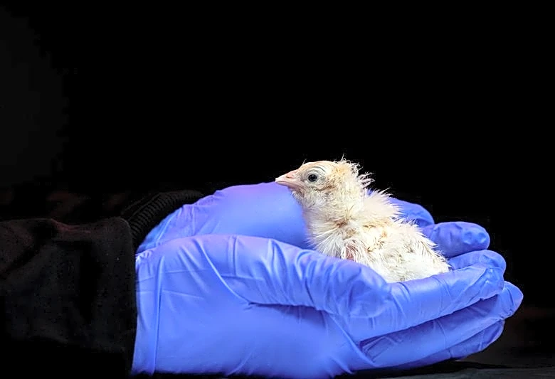Chicks hatch from artificial egg as US company aims to revive extinct species
