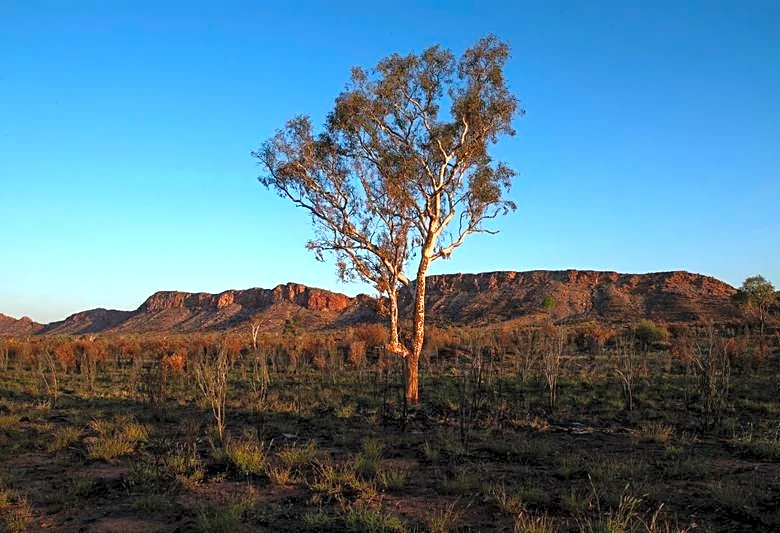 Climate change threatens global plant species as habitats shrink