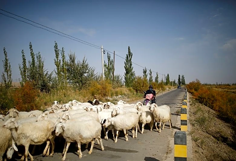 Job ad for shepherds goes viral in China exposing labour market strains