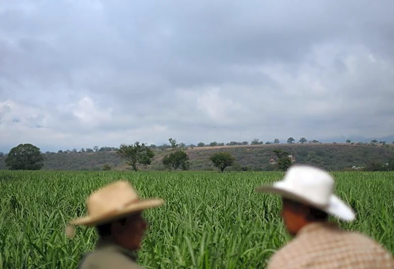 Mexican sugar producers push to scrap US import quotas