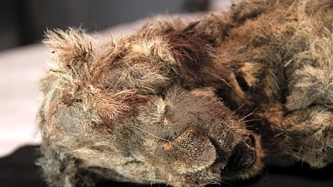Genome study shows what made the extinct Ice Age cave lion unique