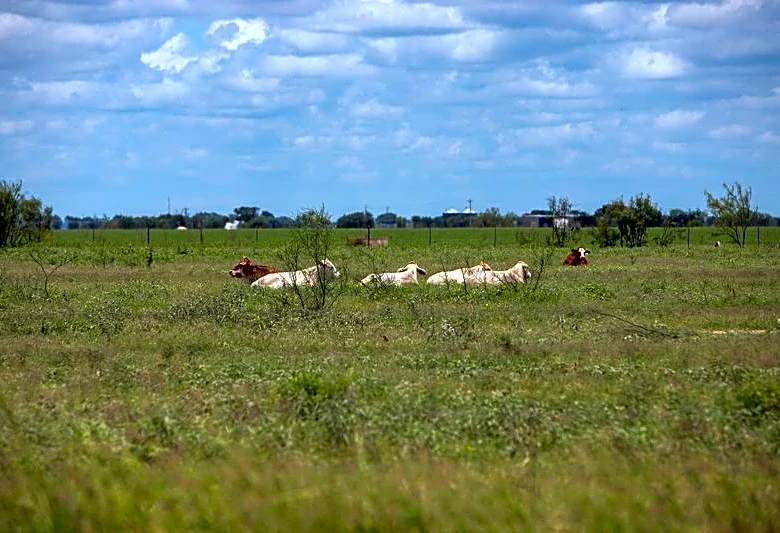 Texas ranchers on edge after screwworm parasite detected in calf