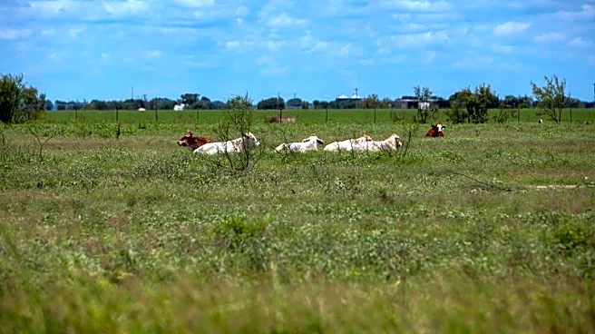 Texas ranchers on edge after screwworm parasite detected in calf