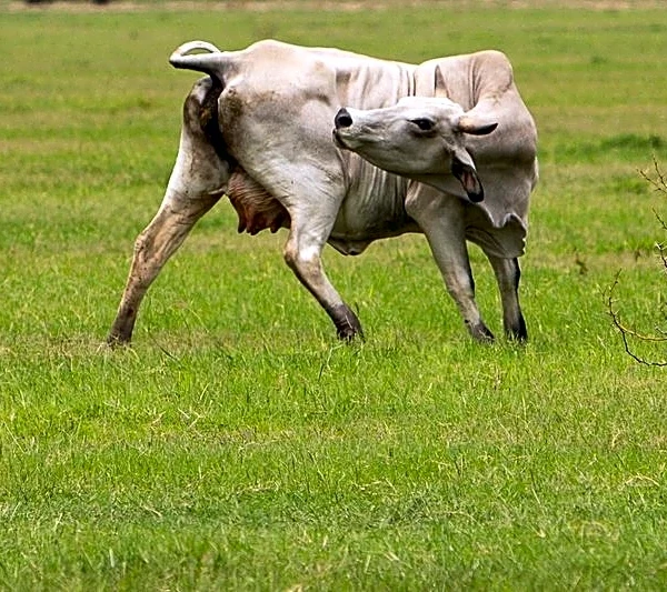 USDA confirms second screwworm case in Texas