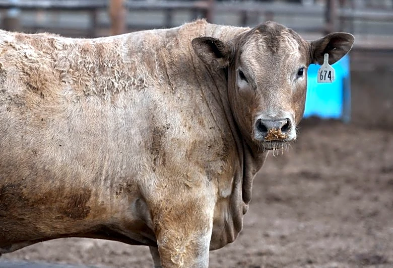 Screwworm border closure fuels beef boom in Mexico, gloom in Texas