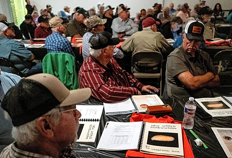 'They're betting our herd': Texas ranchers question USDA as screwworm returns