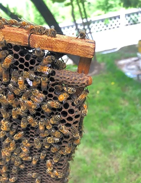 Worker bees build a 'royal palace' for the honeybee queen