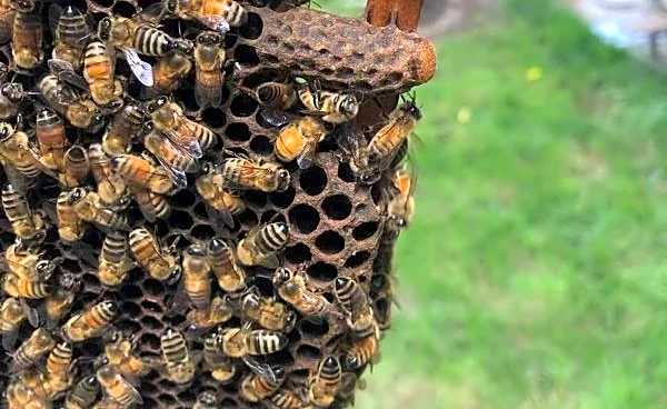 Worker bees build a 'royal palace' for the honeybee queen