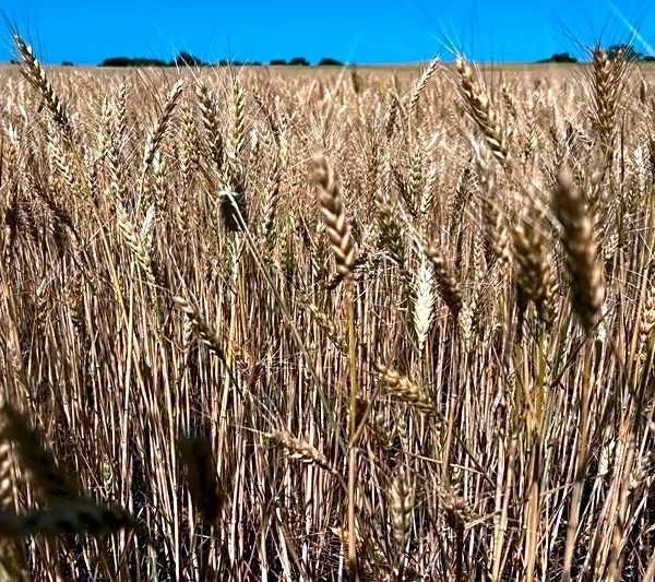 USDA cuts U.S. winter wheat harvest outlook after Plains drought