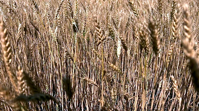 USDA cuts U.S. winter wheat harvest outlook after Plains drought