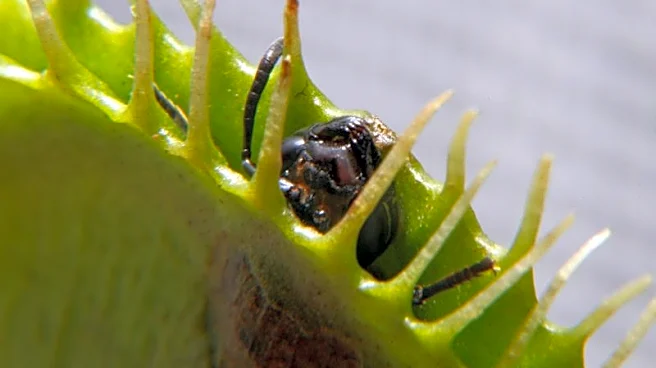 Scientists unlock the secret behind the Venus flytrap's snap