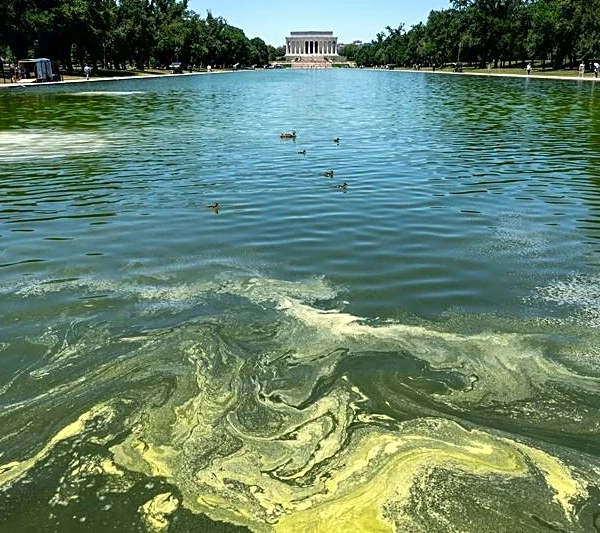 Crews battle algae bloom in Washington's newly repainted Reflecting Pool