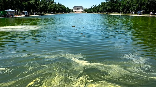 Crews battle algae bloom in Washington's newly repainted Reflecting Pool