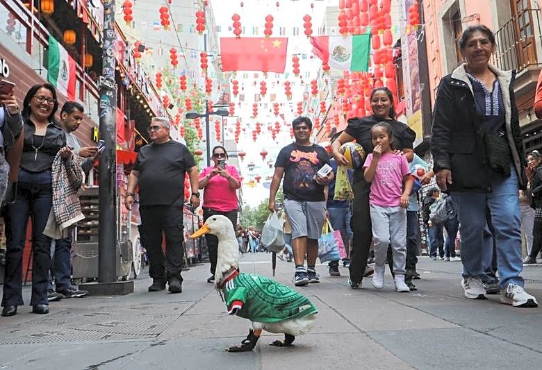 Soccer-Merlin the duck: From Mexico City streets to World Cup stardom