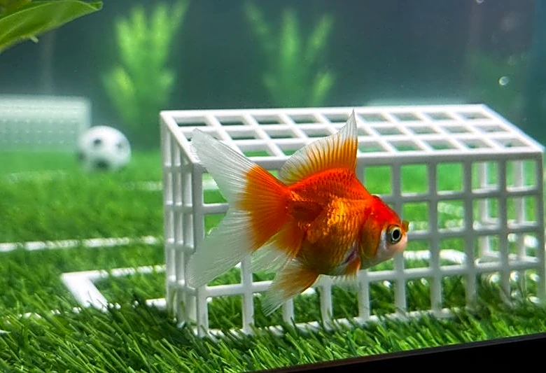 Soccer-Goldfish Swimbappe's World Cup predictions make a splash in Toronto