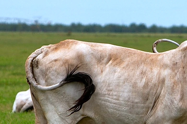 USDA reports three new cases of screwworm, bringing total to 15