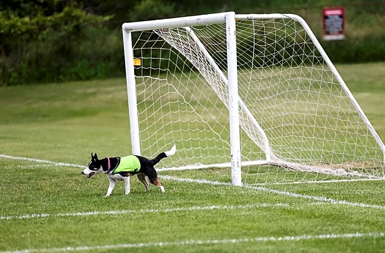 Soccer-No wild goose chase: Two dogs keep birds off World Cup training pitch in Toronto