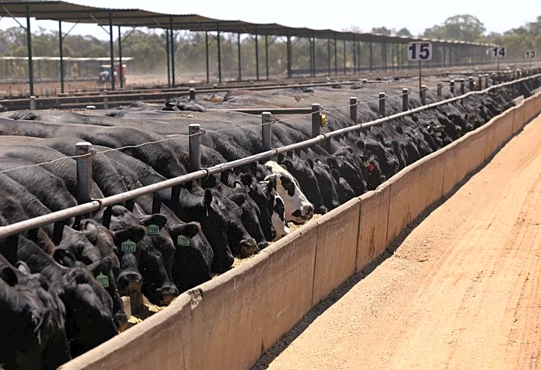 Major beef exporters near China quota caps, clouding second-half trade, report says