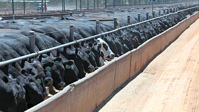 Major beef exporters near China quota caps, clouding second-half trade, report says